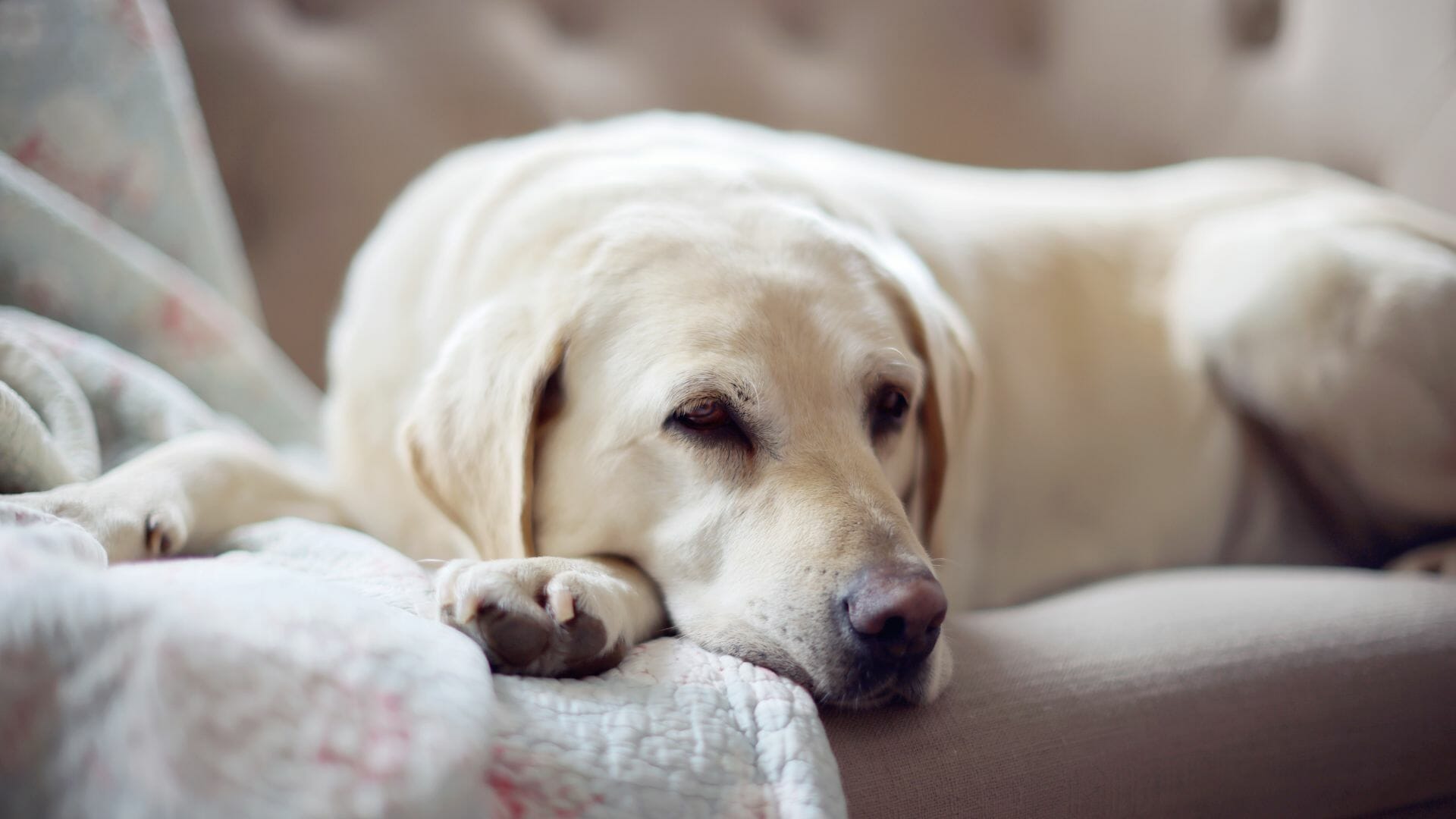 Golden labrador dog resting on a settee